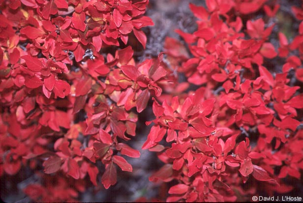 Red Plant, Acadia National Park [boston and beyond - 13 - 21 October 2000 - by David J. L'Hoste]