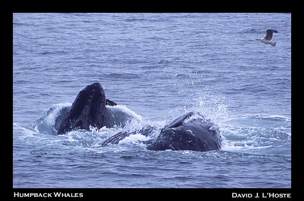 Humpback Whales - October 2000 - David J. L'Hoste