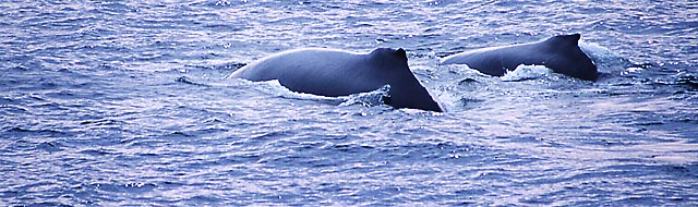 Humpback Whales by David J. L'Hoste