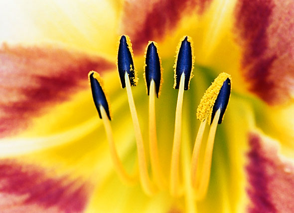 Day Lily (Hemerocallis sp.), 2001 - by David J. L'Hoste