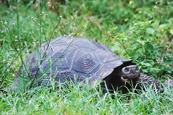 ECUADOR 2001 -- Galapagos Tortoise -- by David J. L'Hoste