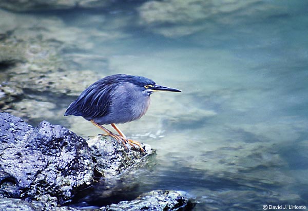 ECUADOR 2001 -- Lava Heron -- by David J. L'Hoste