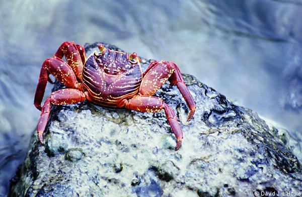 ECUADOR 2001 -- Sally Lightfoot Crab -- Santa Cruz Island -- by David J. L'Hoste