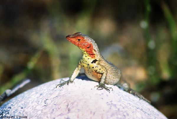 ECUADOR 2001 -- Lava Lizard -- by David J. L'Hoste