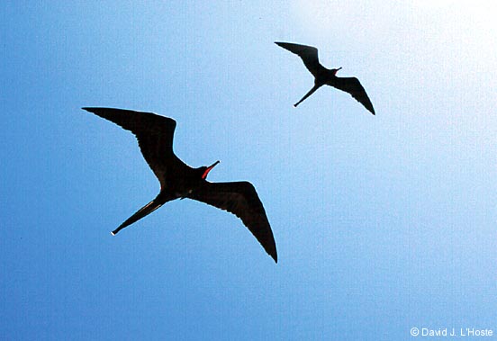 ECUADOR 2001 -- Magnificent Frigatebirds -- by David J. L'Hoste