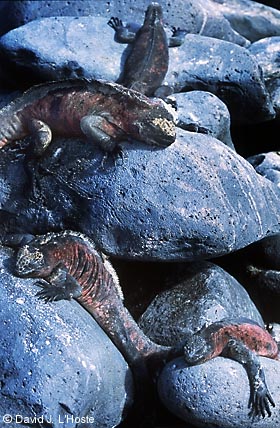 ECUADOR 2001 -- Marine Iguanas -- Espanola Island -- by David J. L'Hoste