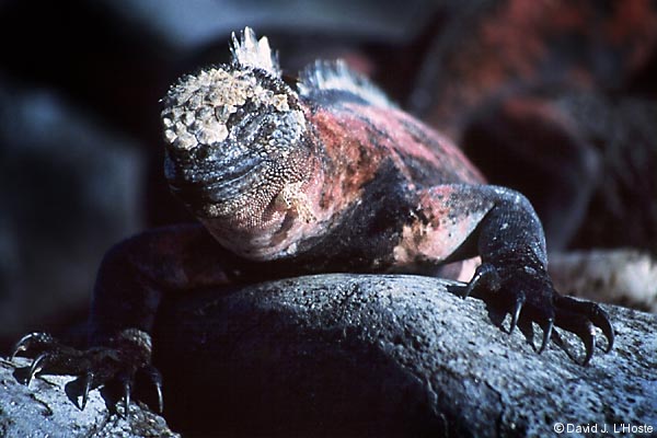ECUADOR 2001 -- Marine Iguana -- Espanola Island -- by David J. L'Hoste