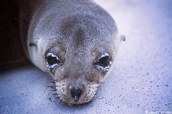 ECUADOR 2001 -- Galapagos Sea Lion (Zalophus californianus wollebacki) -- Espanola Island -- by David J. L'Hoste