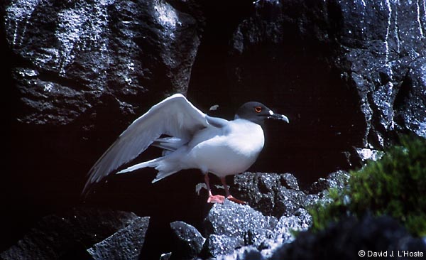 ECUADOR 2001 -- Swallow-tailed Gull -- Espanola Island -- by David J. L'Hoste