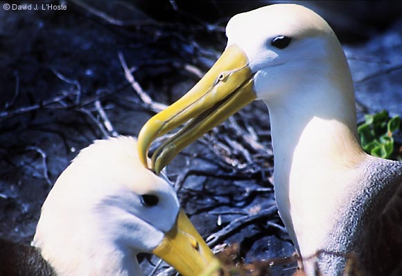 ECUADOR 2001 -- Waved Albatrosses -- Espanola Island -- by David J. L'Hoste