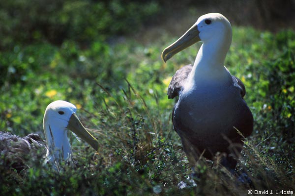 ECUADOR 2001 -- Waved Albatrosses -- Espanola Island -- by David J. L'Hoste