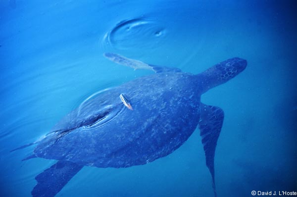 ECUADOR 2001 -- Green Sea Turtle -- Santa Cruz Island -- by David J. L'Hoste