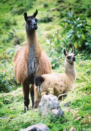 ECUADOR 2001 -- Llamas --  by David J. L'Hoste