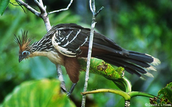 ECUADOR 2001 -- Hoatzin --  by David J. L'Hoste