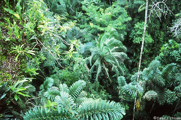 ECUADOR 2001 -- Above the canopy in a Kapok tree (Sacha Lodge) --  by David J. L'Hoste