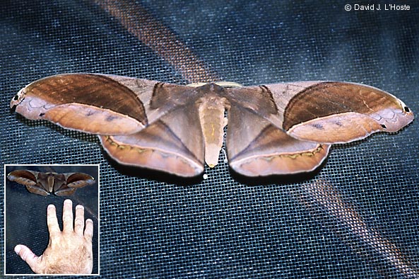 ECUADOR 2001 -- Moth (Sacha Lodge) --  by David J. L'Hoste