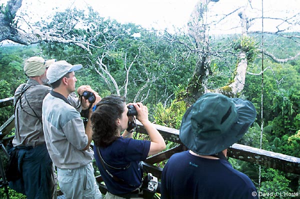 ECUADOR 2001 -- On the Tree Tower (Sacha Lodge) --  by David J. L'Hoste
