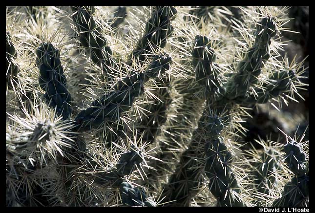 Cactus, Arizona 2001  -- by David J. L'Hoste