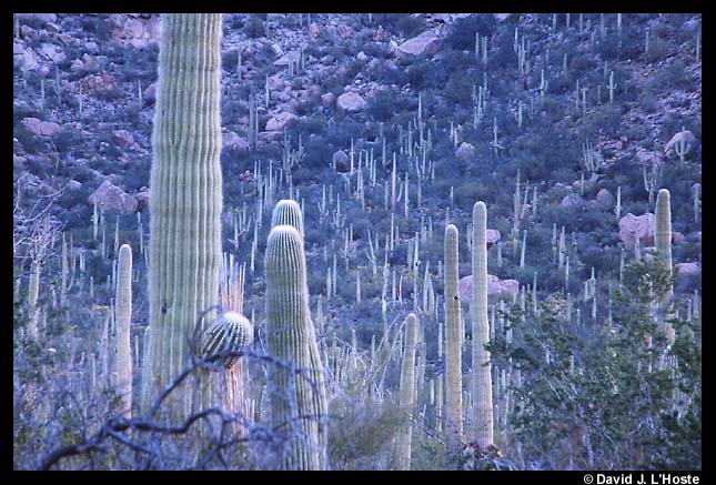 Saguaro Cacti II, Arizona 2001  -- by David J. L'Hoste