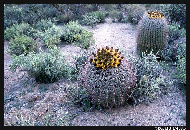 Barrel Cactus, Arizona 2001  -- by David J. L'Hoste