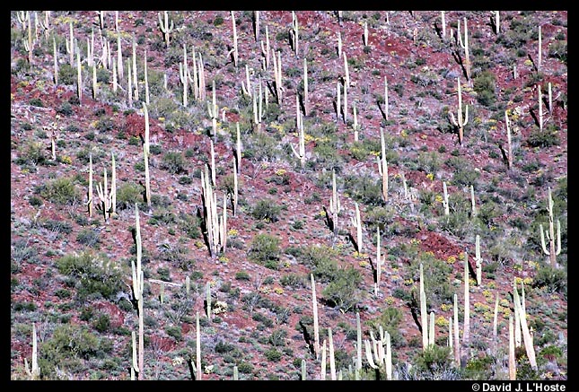 Saguaro Cacti, Arizona 2001  -- by David J. L'Hoste