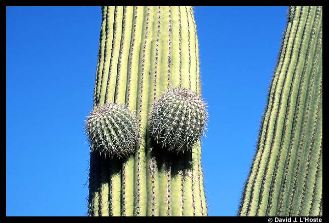 Saguaro Cactus, Arizona 2001  -- by David J. L'Hoste