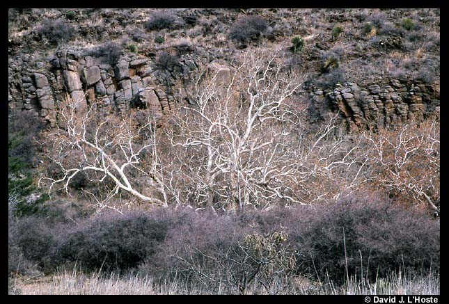 Canyon Tree, Arizona 2001  -- by David J. L'Hoste