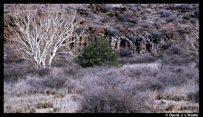 Canyon Tree II, Arizona 2001  -- by David J. L'Hoste