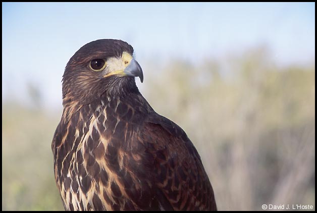Immature Harris' Hawk, Arizona 2001  -- by David J. L'Hoste