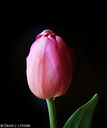 Tulip V, 2002 - by David J. L'Hoste
