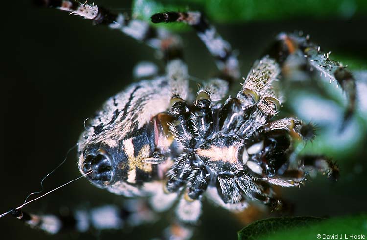 Spider - Kerr WMA, Texas, 3 May 2002 - by David J. L'Hoste