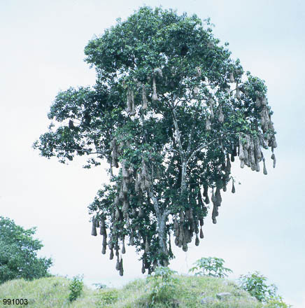 Montezuma Oropendola Nest Tree by David J. L'Hoste