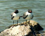 Laughing Gulls