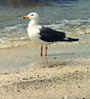 Lesser Black-backed Gull