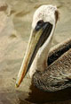 Brown Pelican