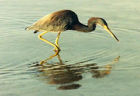 Tricolored Heron