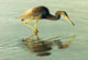 Tricolored Heron