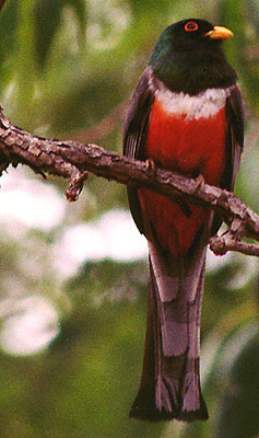 Elegant Trogon