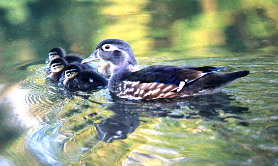 Wood Ducks