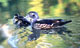 Wood Ducks