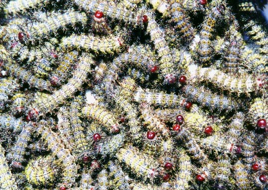 Buckmoth Caterpillars by David J. L'Hoste