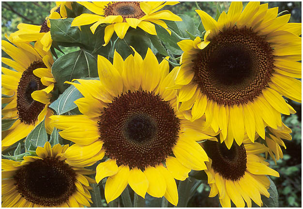 Sunflowers by David J. L'Hoste - June 2000