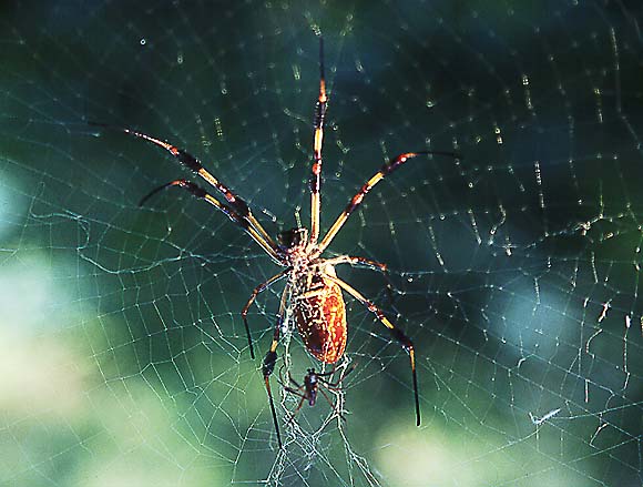 Golden Silk Spider (Nephila clavipes) - by David J. L'Hoste