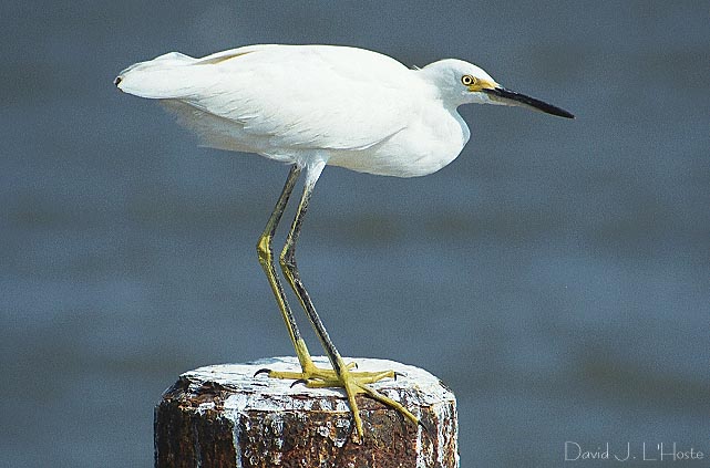 Snowy Egret - September 2000 - David J. L'Hoste