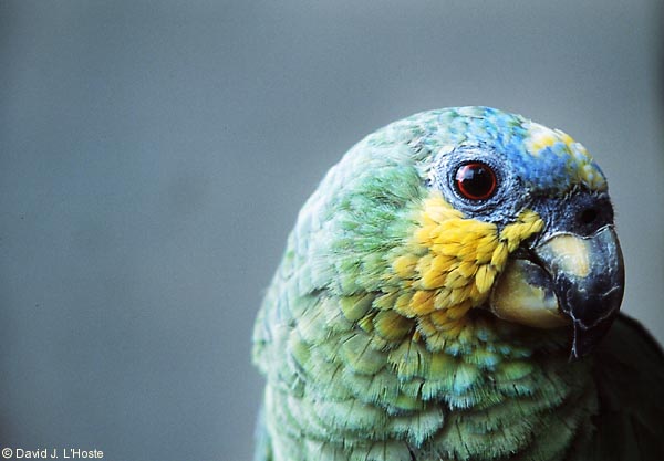 Orange-winged Parrot, 2001 - by David J. L'Hoste