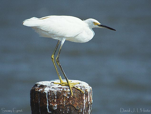 Snowy Egret - by David J. L'Hoste