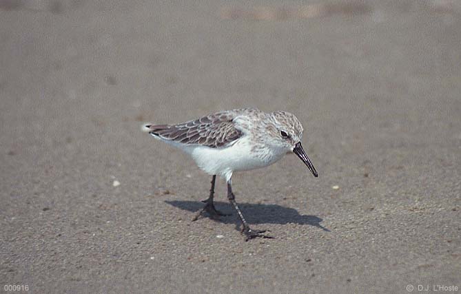 Western Sandpiper - 000916 - by David J. L'Hoste