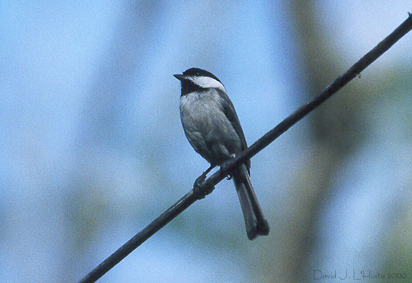 Carolina Chickadee - 25 March 2000 - by D.J. L'Hoste