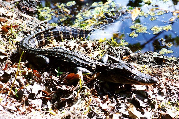 Jean Lafitte Alligator - 25 March 2000 - by D.J. L'Hoste