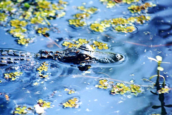 Another Jean Lafitte Alligator - 25 March 2000 - by D.J. L'Hoste